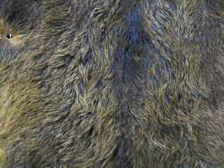 skin with wild animal hair