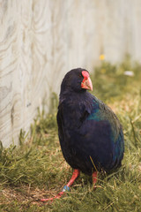 Tekahe South Island takahē or notornis, is a flightless bird indigenous to New Zealand, and the largest living member of the rail family. thought extinct now critically endangered