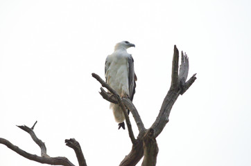 White-bellied Sea Eagle 