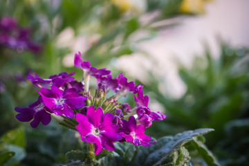 Purple flowers in the rain