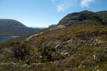 Cradle Mountain Tasmania,  view across flowering alpine vegetation 