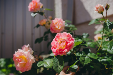 Some pink roses bushes in the garden.