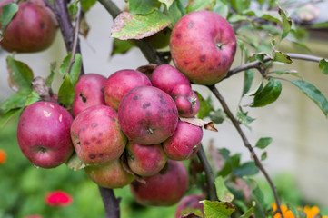 red apples on a branch outdoors