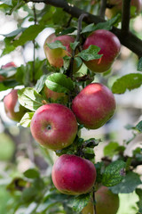 red apples on a branch outdoors