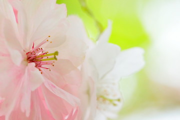 Obraz na płótnie Canvas Nara-no-yaezakura=double-cherry-blossoms