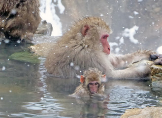 地獄谷野猿公苑で温泉露天風呂に入るニホンザルの親子