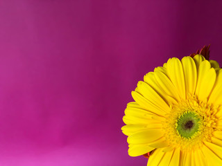 Close up yellow gerbera flowers on a bright purple background with empty space for text
