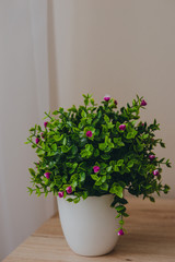 Green plant with flowers in the pot on the table. Interior plant photo.