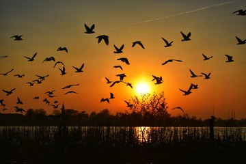 birds on tree