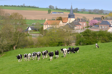 Fototapeta premium Troupeau prim holstein avec village