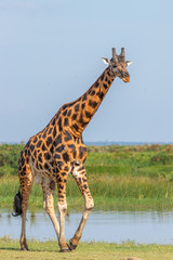 Rothschild's giraffe ( Giraffa camelopardalis rothschildi) at the Nile, Murchison Falls National Park, Uganda.