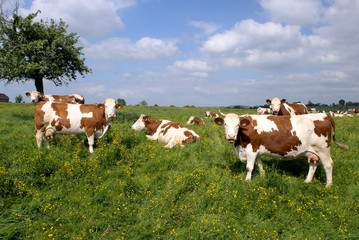 Fototapeta na wymiar Troupeau vaches montbéliardes dans un pré fleuri