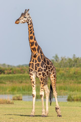 Rothschild's giraffe ( Giraffa camelopardalis rothschildi) at the Nile, Murchison Falls National Park, Uganda.