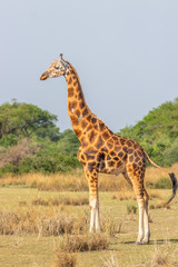 Naklejka na ściany i meble Rothschild's giraffe ( Giraffa camelopardalis rothschildi), Murchison Falls National Park, Uganda.