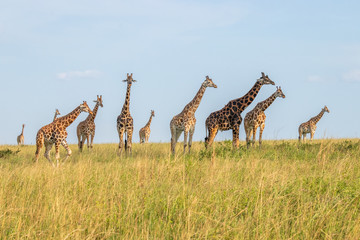 Fototapeta premium A tower Rothschild's giraffe ( Giraffa camelopardalis rothschildi) in a beautiful light, Murchison Falls National Park, Uganda.