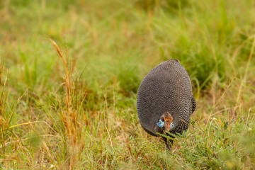 Helmeted guineafowl ( Numida meleagris) eating, Murchison Falls National Park, Uganda.