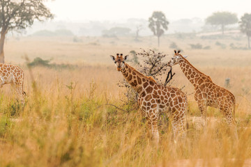 Two baby Rothschild's giraffe ( Giraffa camelopardalis rothschildi) in a beautiful light at sunrise, Murchison Falls National Park, Uganda.