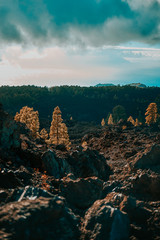 Pines growing on a volcanic landscape in Tenerife, Canary Islands, Spain