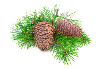 Cedar cones with branch on white