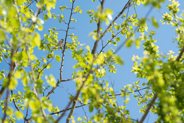 little sparrow on a branch, between green leaves
