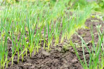 rows of green garlic plants in the garden