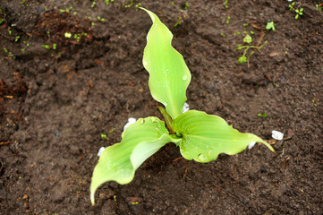 Young Hosta 'Neptune' in the spring garden. Cascading wedge-shaped blue-green leaves with a rippled margin. Garden plant growing in half shade © Marina