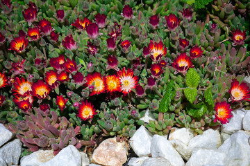 Lampranthus with its orange blossoms open