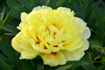 Yellow luxurious peony in the garden close-up