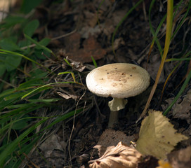 A non edible mushroom in the wood