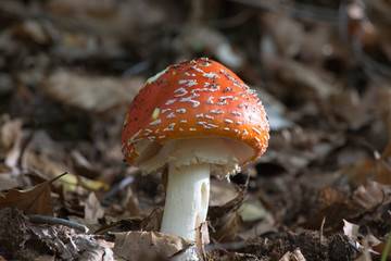 A non edible mushroom in the wood