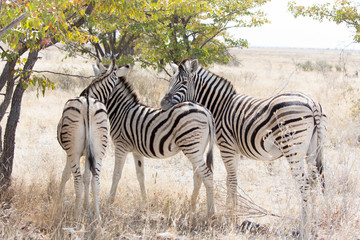 Fototapeta na wymiar The wildlife of Etosha national park in Namibia