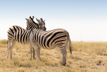 Obraz na płótnie Canvas The wildlife of Etosha national park in Namibia