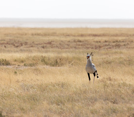 A secretary bird in Etosha park