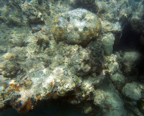Naklejka na ściany i meble A giant tridacna clam in the sea