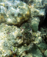 Fototapeta na wymiar A giant tridacna clam in the sea
