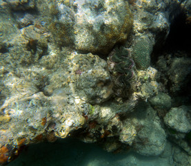 A giant tridacna clam in the sea