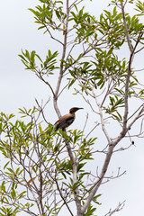 Photo of New Caledonian Friarbird