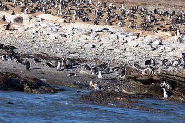 Photo of many penguins