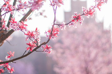 spring flower cherry