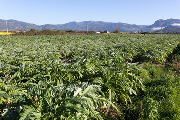 An artichoke plantation in Sardinia