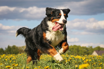 Happy bernese mountain dog in beautiful spring flowerd field. Spring flovers and dog.