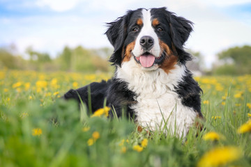 Happy bernese mountain dog in beautiful spring flowerd field. Spring flovers and dog. - obrazy, fototapety, plakaty