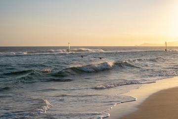 Kitesurfing in the ocean and birds flying over the waves against a golden sunset on the beach in Rio de Janeiro, Brazil