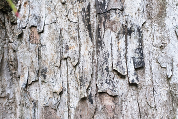 Rough light textured tree bark close-up.