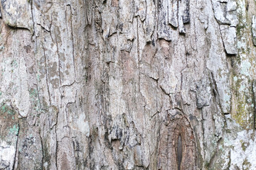 Light rough textured tree bark