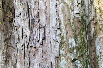 Brown textured tree bark with green moss in the forest