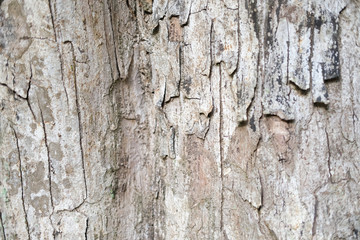 Rough textured bark of tree.