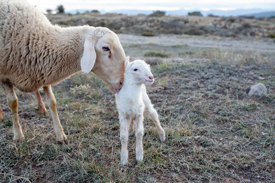 Oveja con su cr&iacute;a reci&eacute;n nacida
