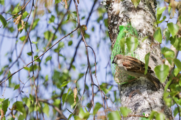 Moineau