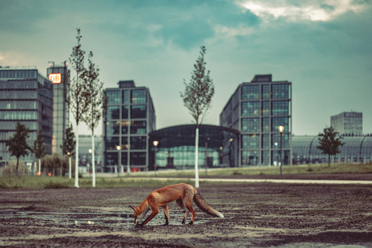 fox in the city
